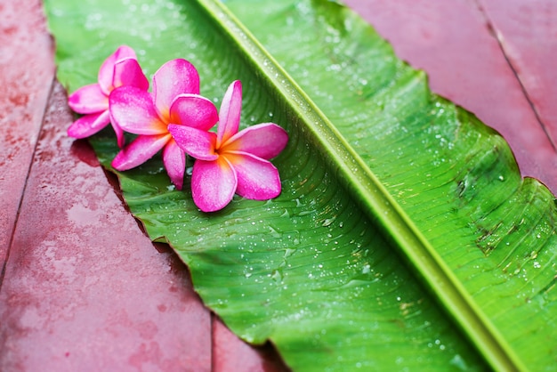 Frangipani rosa de grupo en hoja de palma verde