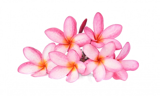 Frangipani tropical das flores (plumeria) isolado no fundo branco