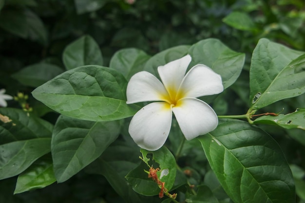 Frangipani Tropical Spa Flower Plumeria na primavera e no verão