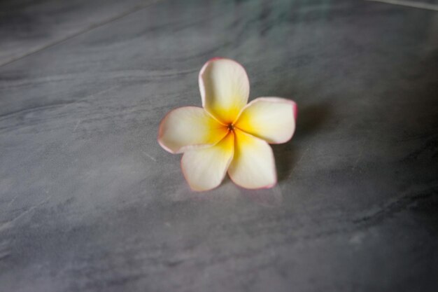 Frangipani Tropische Spa Blumenplumeria