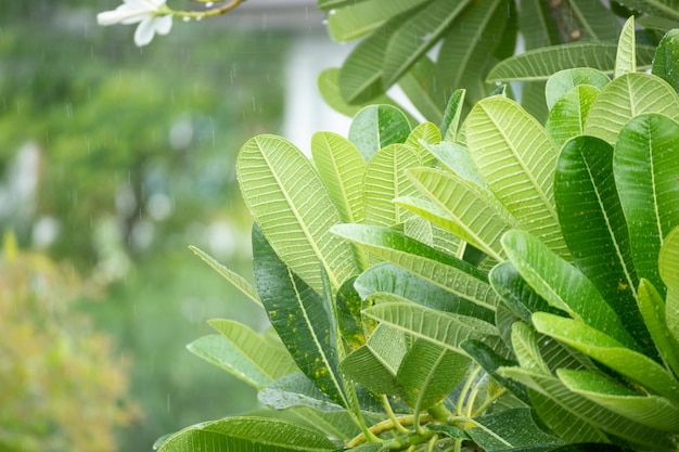 Frangipani verde Hojas tropicales con gota de lluvia