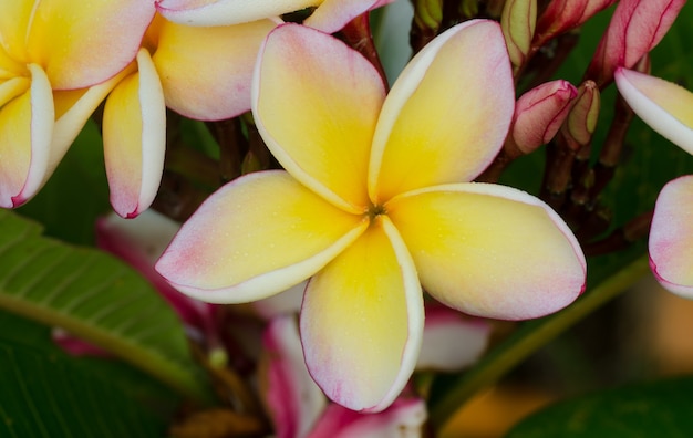 Frangipani