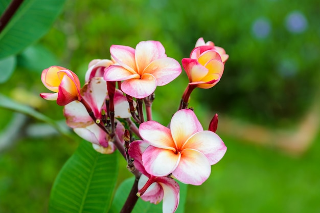 Frangipaniblume auf dem Baum