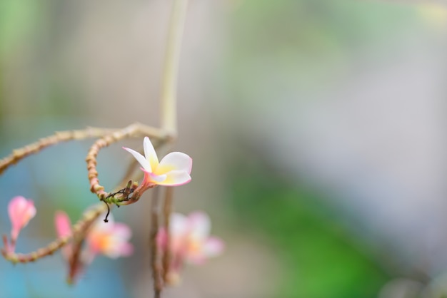 Frangipaniblumen auf Baum