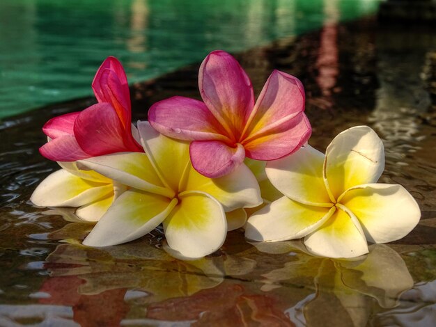 Foto frangipanis junto à piscina