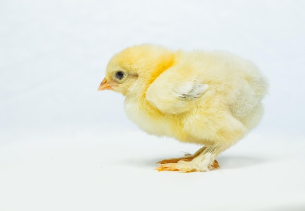 Foto frango amarelo em um fundo branco