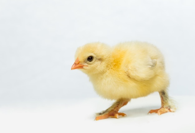 Frango amarelo em um fundo branco