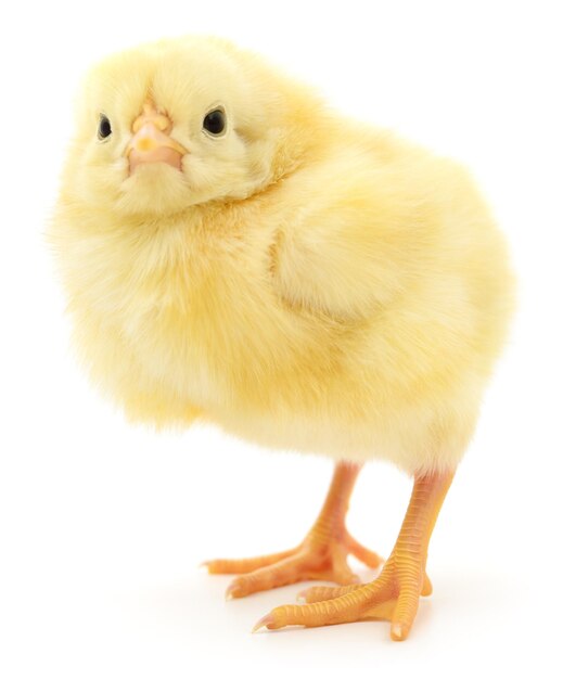 Frango amarelo pequeno