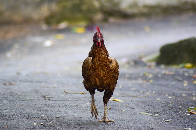 Frango andando livre ao ar livre