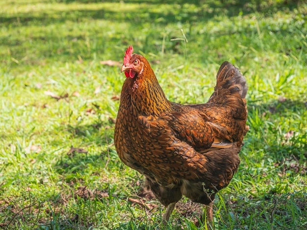 Frango ao ar livre na grama