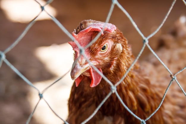 Frango atrás da cerca