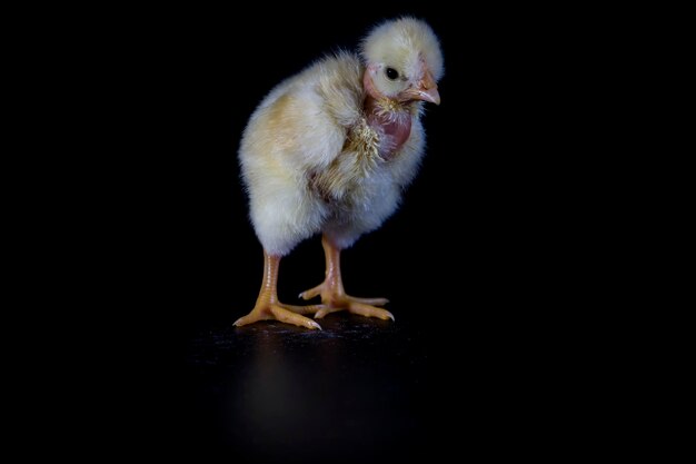 Frango branco em um fundo preto Foco seletivo