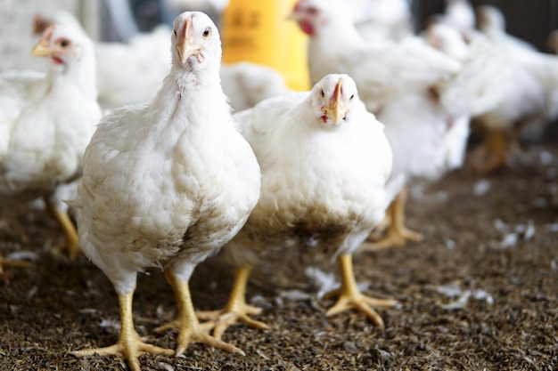 Foto frango branco em uma fazenda