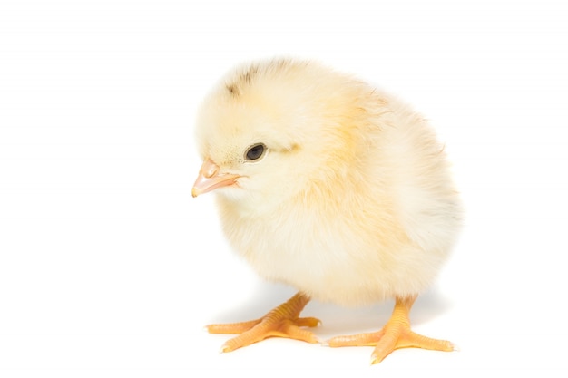 Frango branco