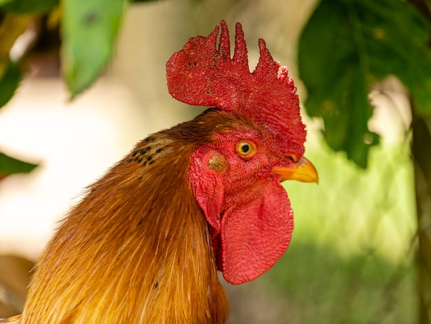 Frango caipira em granja tradicional.