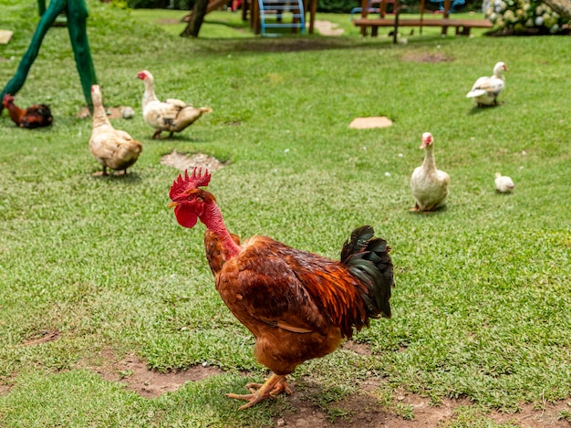 Frango caipira em granja tradicional.