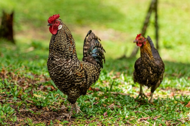 Frango caipira em granja tradicional.