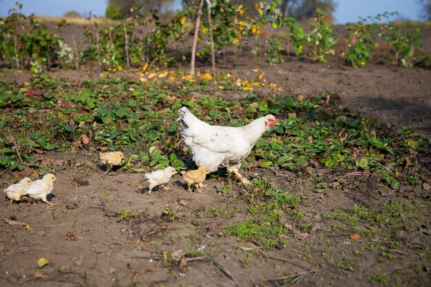 Frango caminha com galinhas no jardim