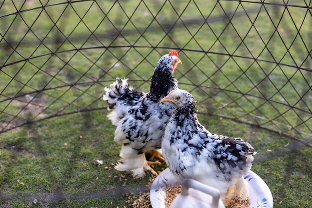 Frango cochin preto e branco manchado em um foco seletivo de gaiola