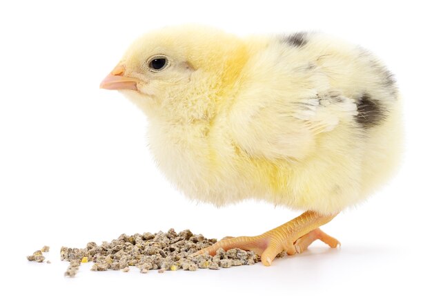 Frango com comida isolada