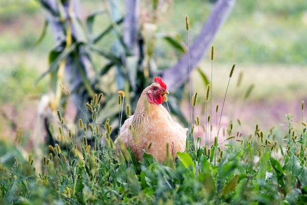 Frango com penas marrons claras no jardim da fazenda perto da árvore criação de galinhas