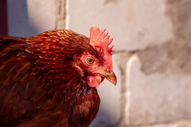 Frango com plumagem brilhante na fazenda Avicultura privada