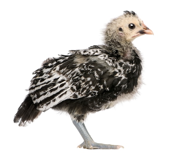 Frango de Hamburgo ou Hamburgh na Grã-Bretanha (21 dias)