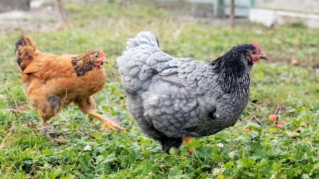 Frango de raça pura cinza e marrom no jardim na grama Criação de galinhas na fazenda