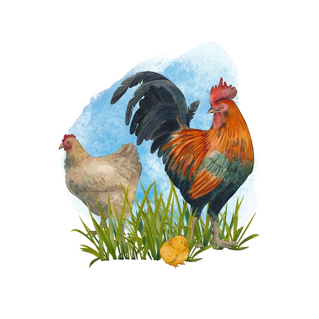 Frango e galo com galinhas isolaram um fundo branco Ilustração em aquarela de pássaros rurais
