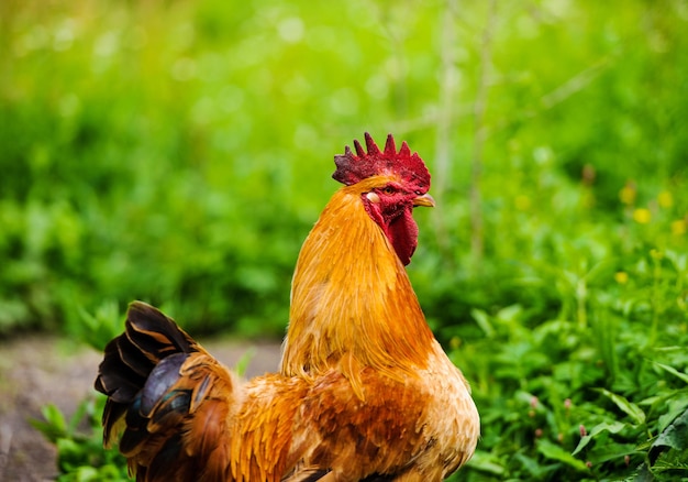 Frango e galo em uma fazenda