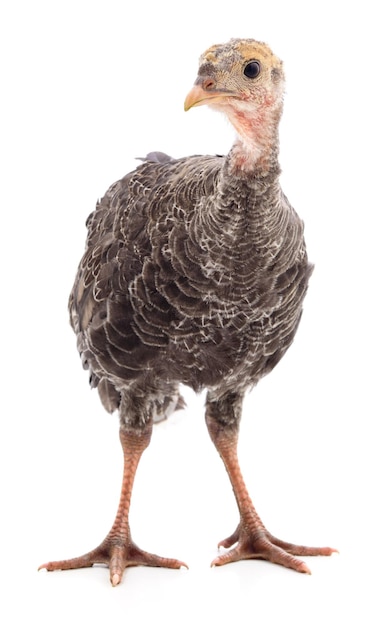 Frango e peru isolados