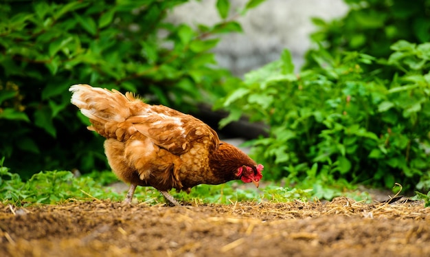 Frango em uma fazenda