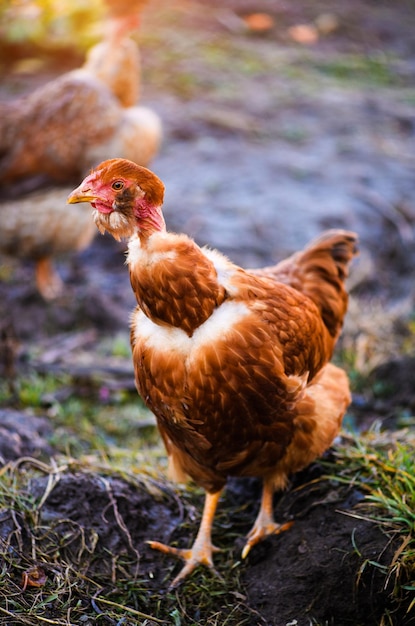 Frango em uma fazenda