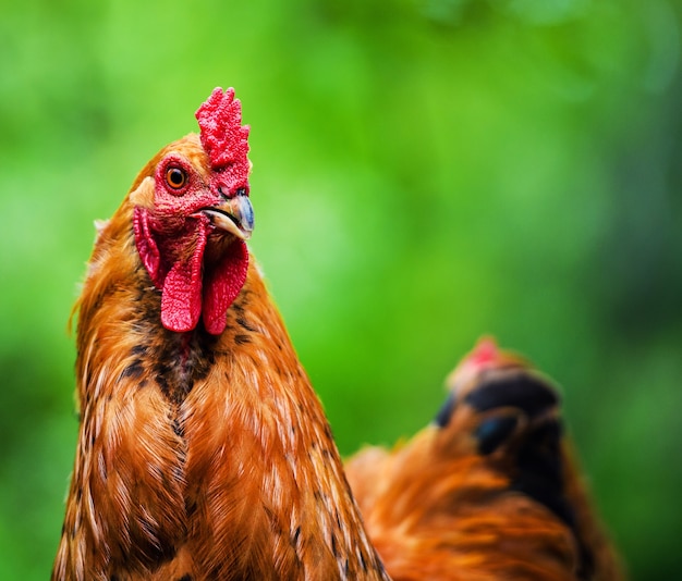 Frango em uma fazenda