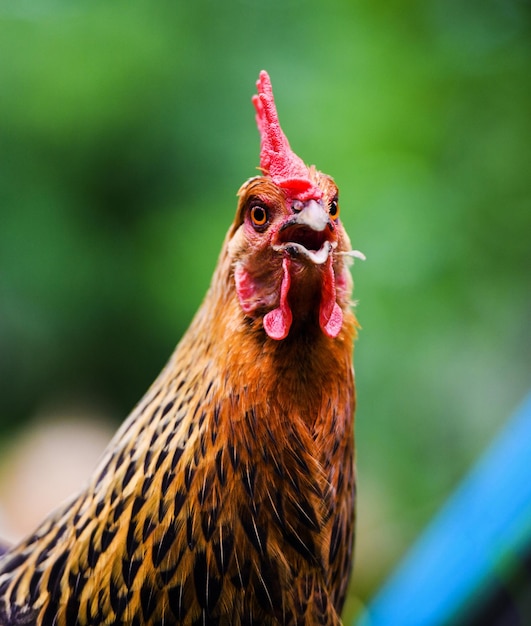 Frango em uma fazenda