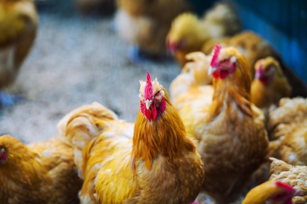 Frango em uma fazenda