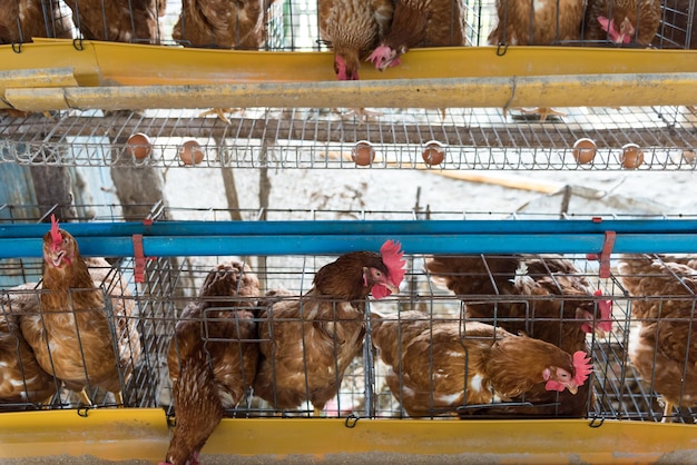 Frango fazenda em um celeiro, galinhas em gaiolas fazenda industrial
