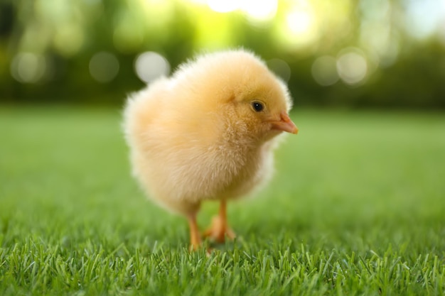 Frango fofo fofo na grama verde ao ar livre closeup