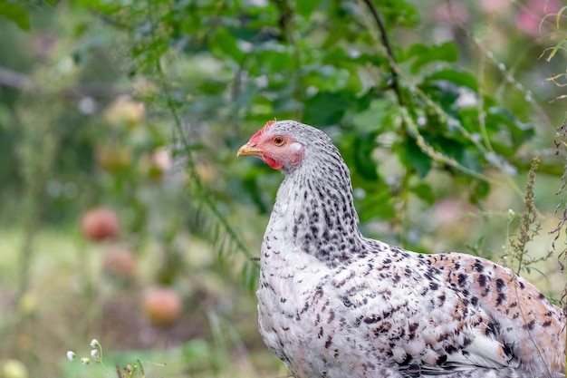 Frango heterogêneo cinzento no jardim perto da árvore