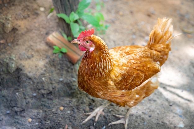 Foto frango híbrido vermelho no jardim das traseiras