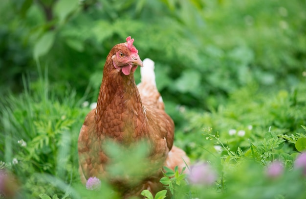 Frango jovem marrom no jardim caminha na grama