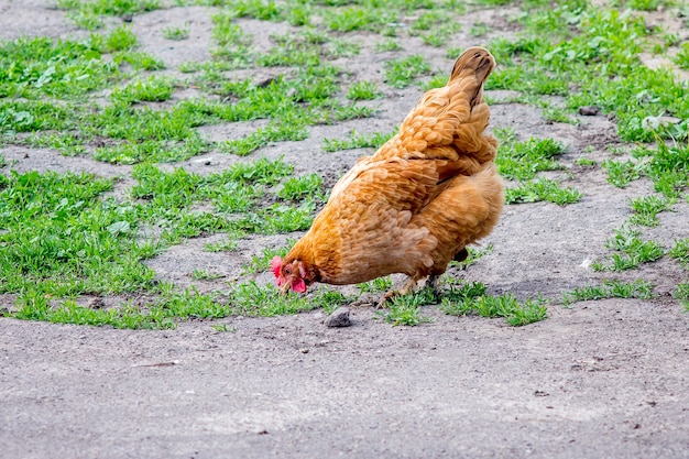 Frango laranja na grama está à procura de comida. Criação de aves