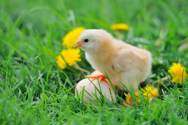 Frango lindo na grama verde