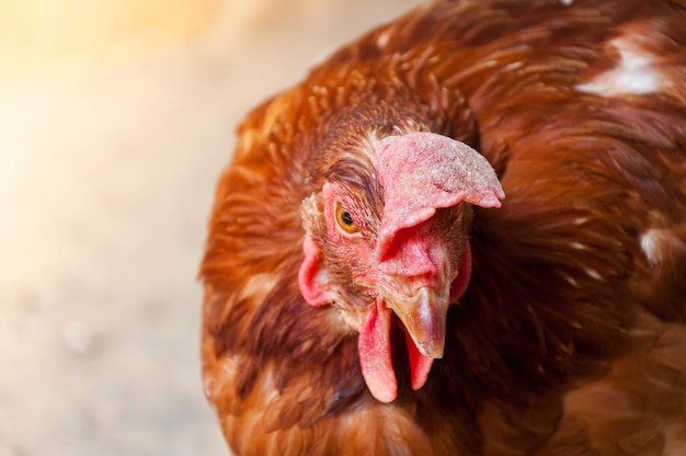 Frango mãe galinha em uma fazenda na natureza