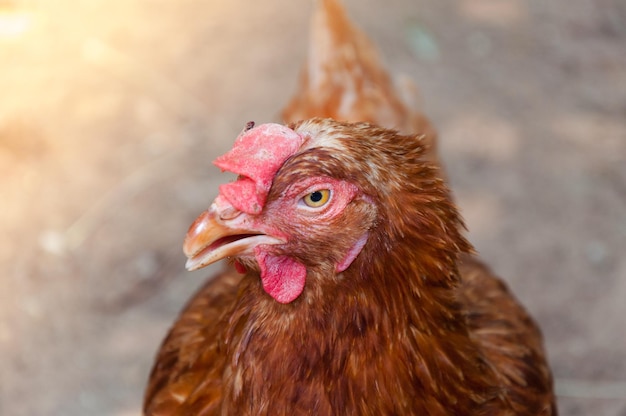 Frango mãe galinha em uma fazenda na natureza