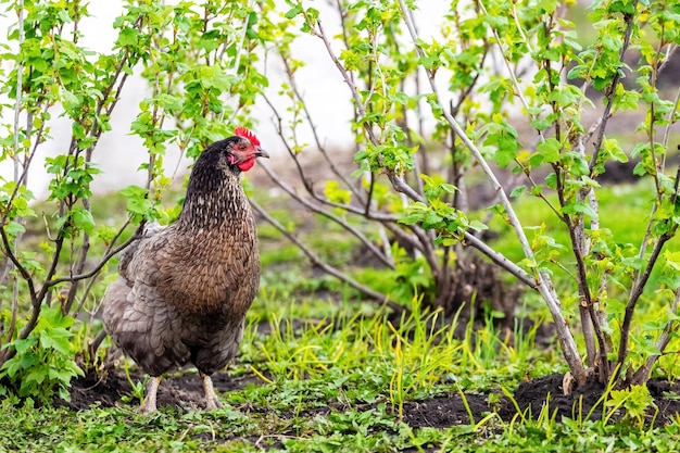 Frango manchado preto em uma fazenda no jardim perto dos arbustos de groselha