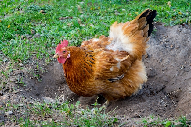 Frango marrom no jardim rastela em busca de comida. Criação de aves_