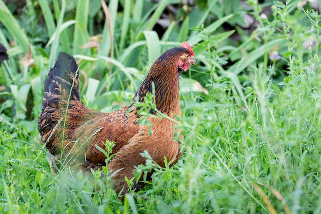 Frango marrom no meio do jardim de grama densa da fazenda