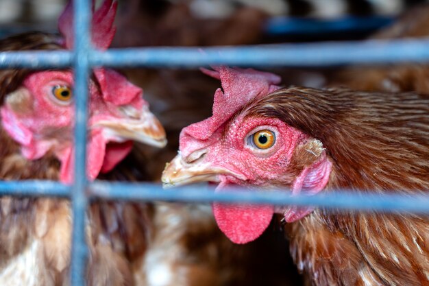 Frango marrom para venda no mercado local da fazenda na ilha de Bali, na Indonésia. Fechar-se