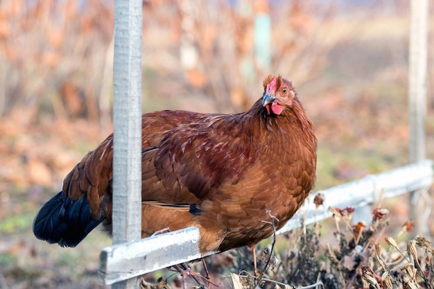Frango marrom sentado em uma barra transversal no jardim da fazenda Criação de galinhas